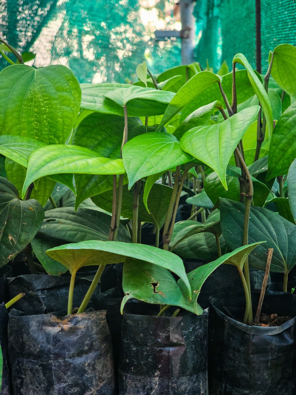 Kuthiravalan (kuthiravally) Pepper Plants (Pack of 10) - Image 3