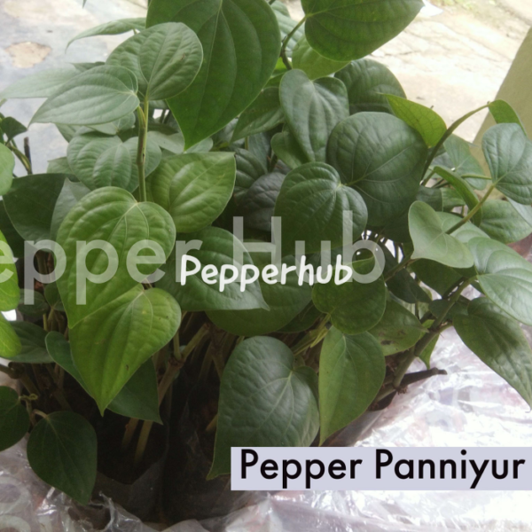 Panniyur black pepper plant