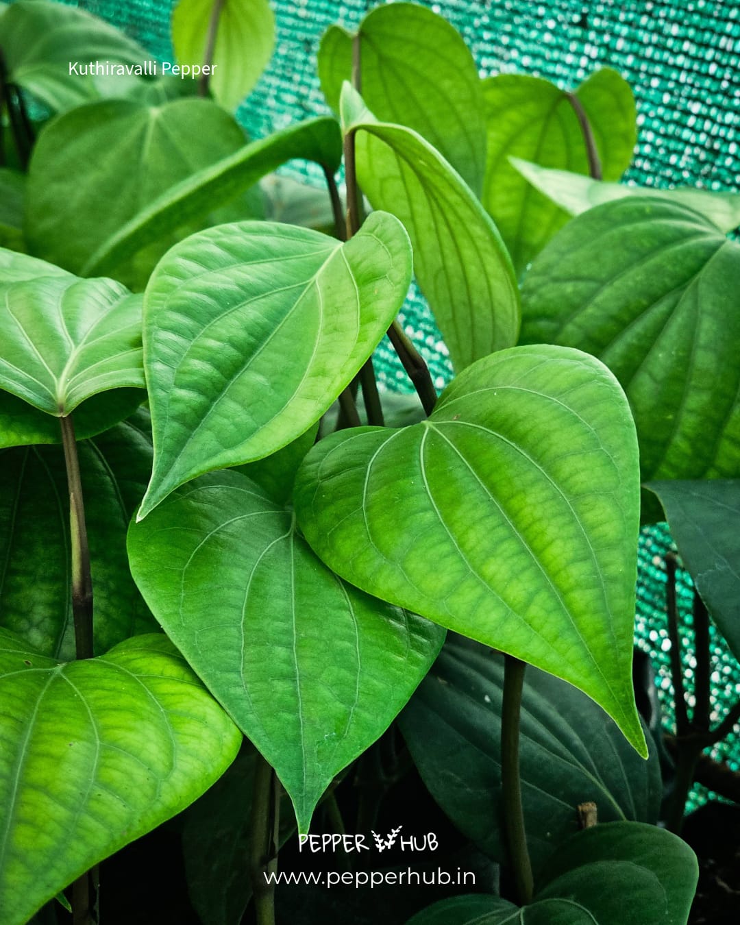 Kuthiravalan (kuthiravally) Pepper Plants (Pack of 10)
