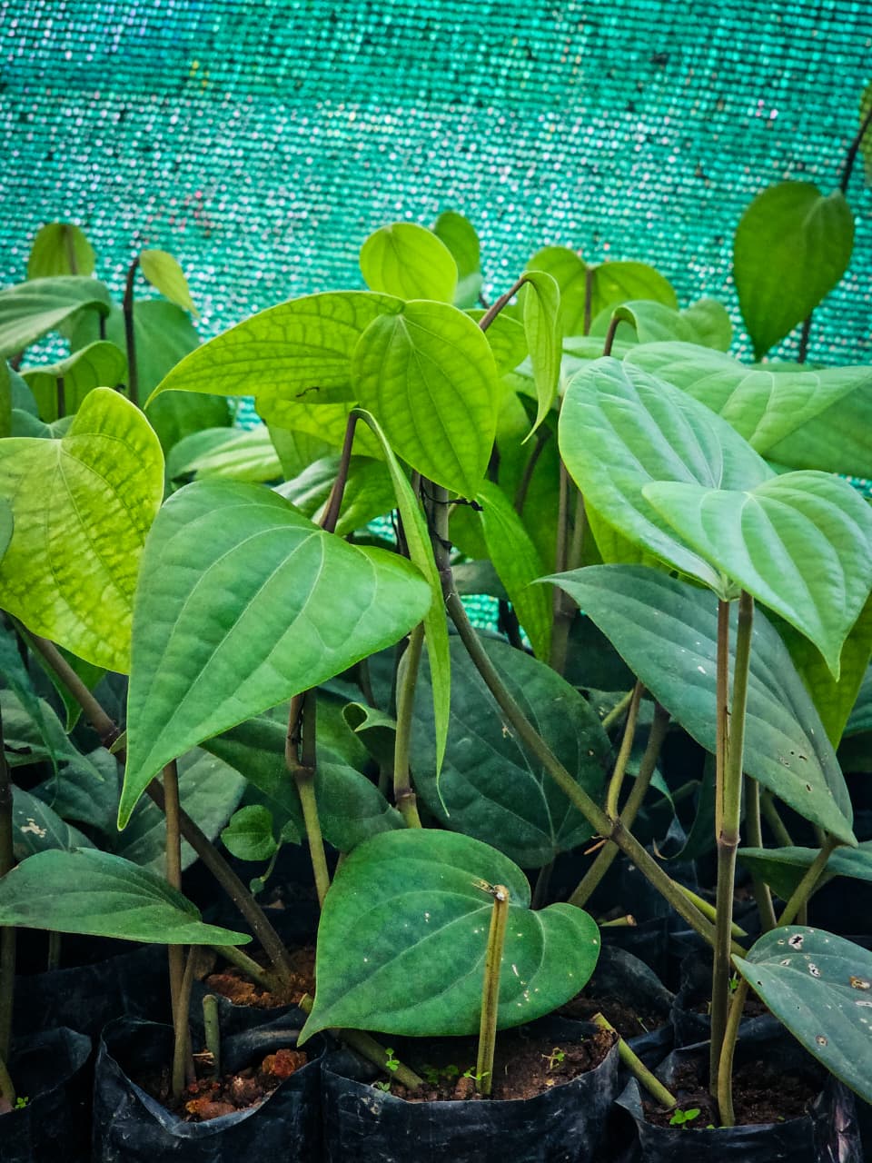 Kuthiravalan (kuthiravally) Pepper Plants (Pack of 10) - Image 4