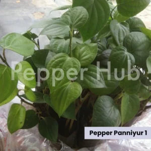 pepper panniuyr 1