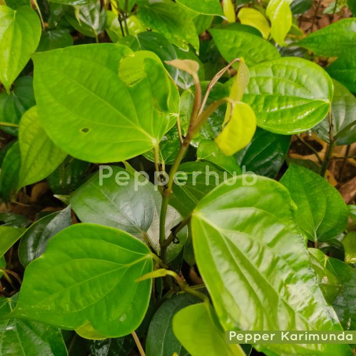 Pepper Karimunda Plants (Pack of 10)