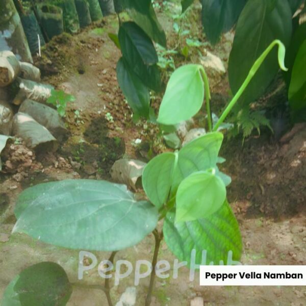 black pepper vella namban