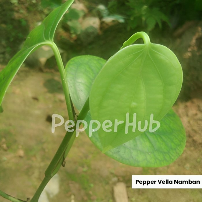 Vella Namban Pepper Plants (Pack of 10) - Image 3