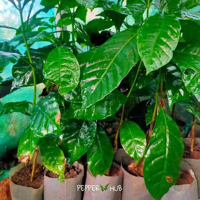 PepperHub Coffee plants (1)