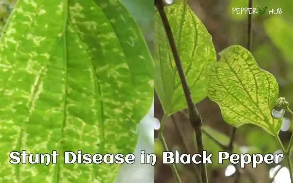 Stunt disease in black pepper