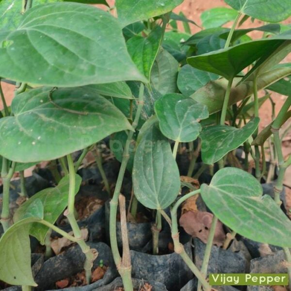 Vijay Pepper Plants