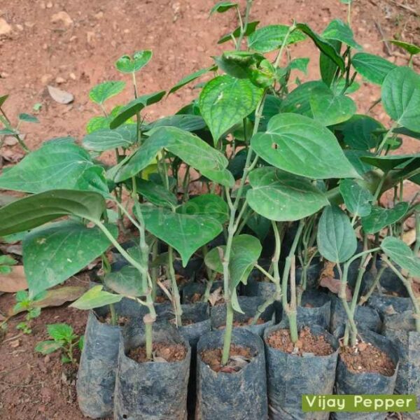 Vijay Pepper Plants