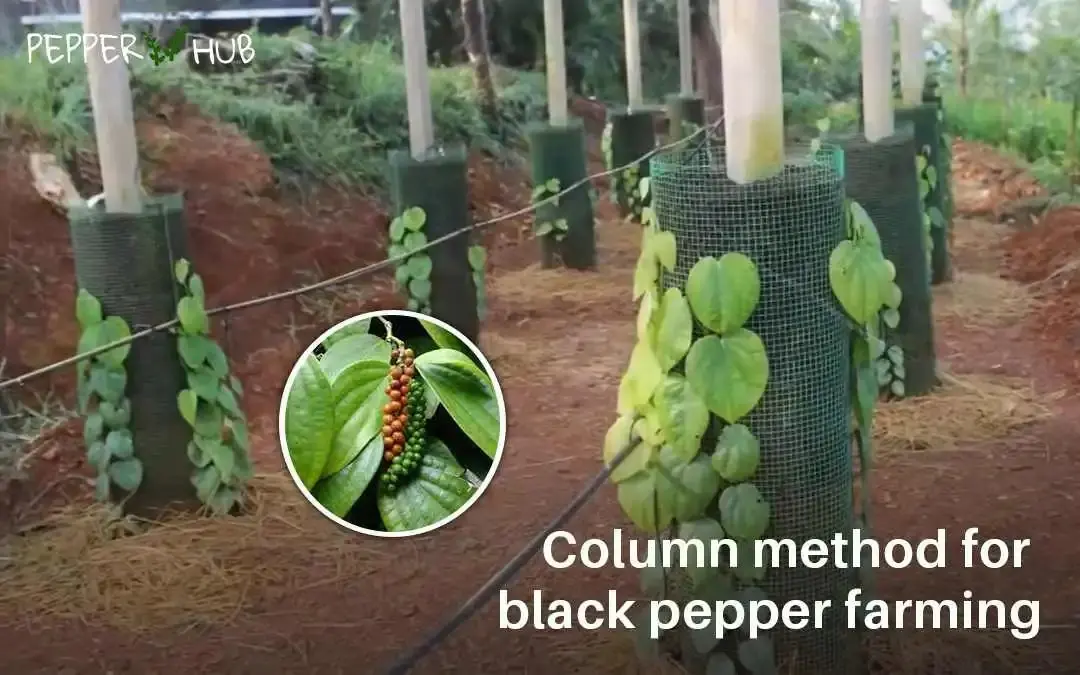 Column method for black pepper farming