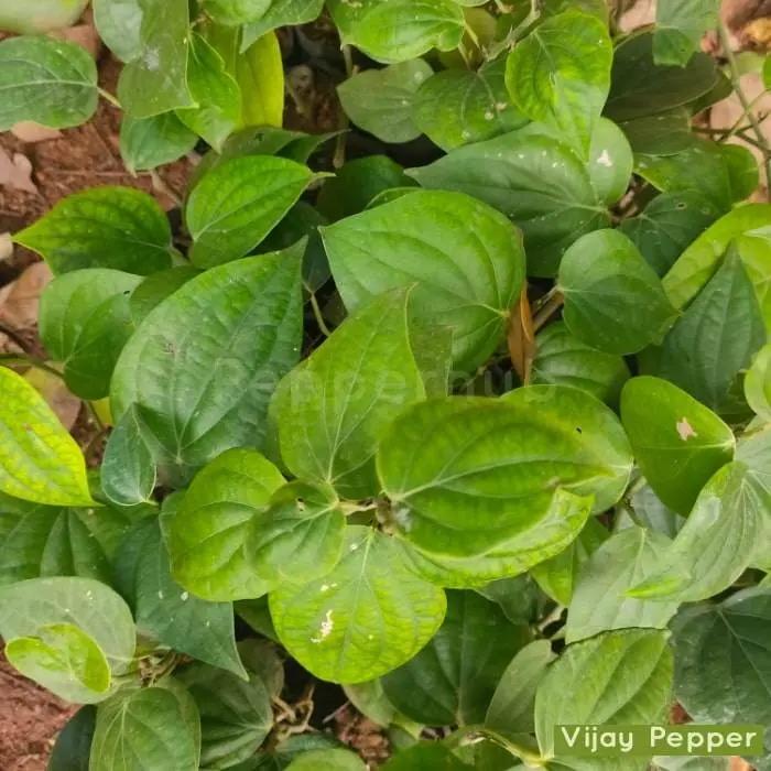 Pepper Vijay Plants
