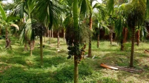 Inter C Mangala (Dwarf) Arecanut Plant Pack of 10