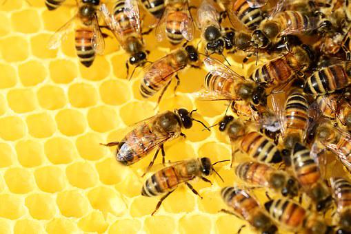 Beekeeping for Beginners Step By Step
