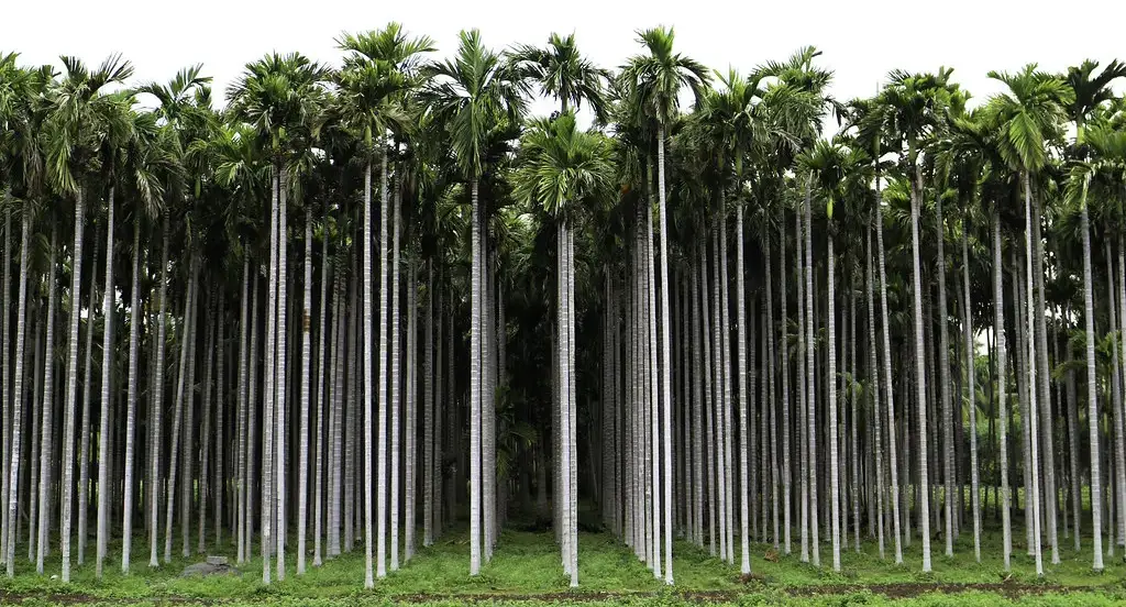 Kasargodan Arecanut Plants Pack of 10