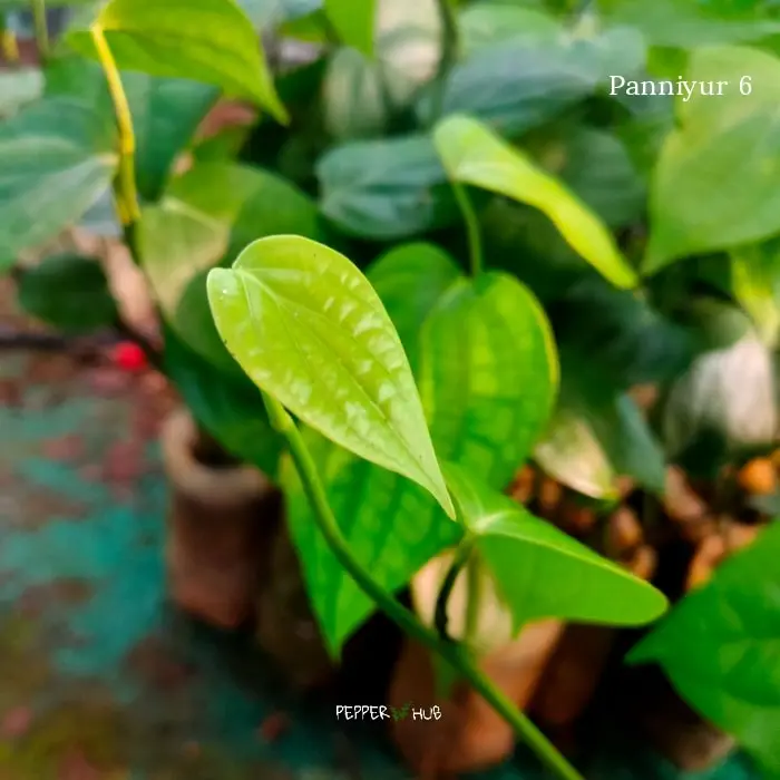 Pepper Panniyur 6 Plants