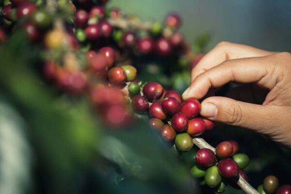 Coffee Cultivation in India