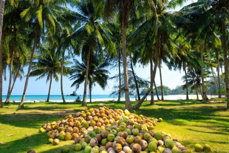 Coconut cultivation in India