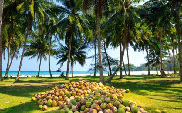 Coconut cultivation in India