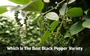 Which Is The Best black pepper variety