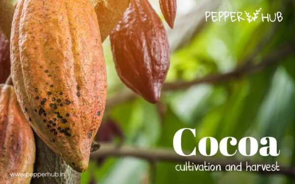 Cocoa Cultivation and Harvest 