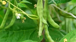 beans cultivation