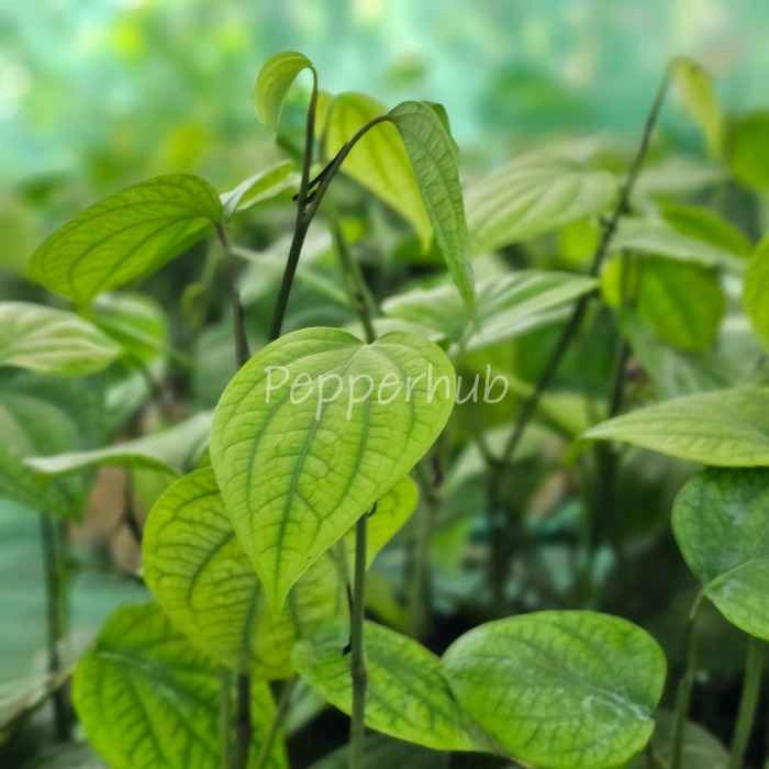 Panniyur 10 Pepper Plants (Pack of 10)