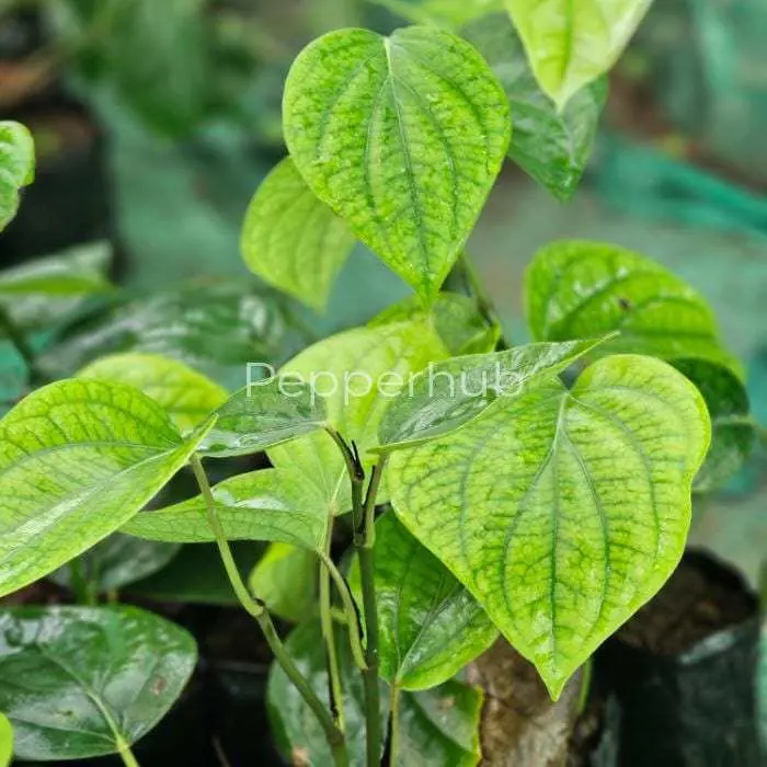 panniyur 9 plants
