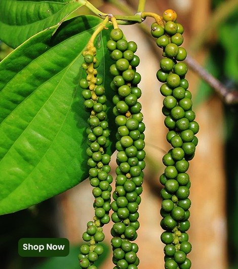 Black pepper plant varieties | PepperHub