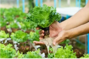 Benefits Of Hydroponic Farming