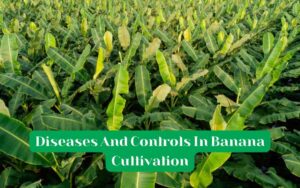 Diseases And Controls In Banana Cultivation