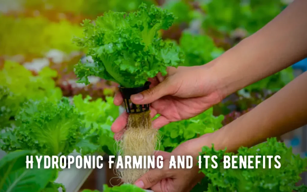 Hydroponic Farming And Its Benefits