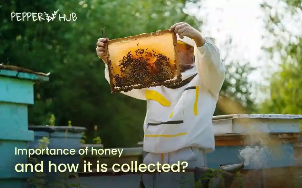 Importance of honey and how it is collected