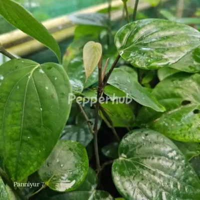 Panniyur 7 Pepper Plants