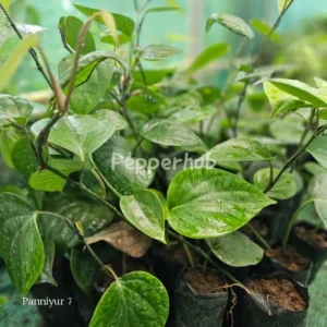 Panniyur 7 pepper