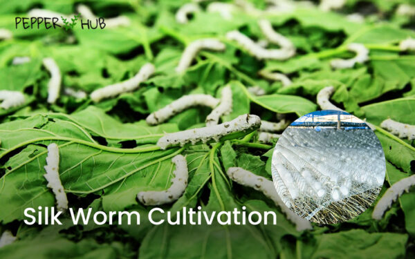 The Fascinating World of Silk Worm Cultivation