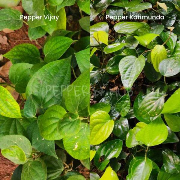 Black pepper plant combo vijay + karimunda