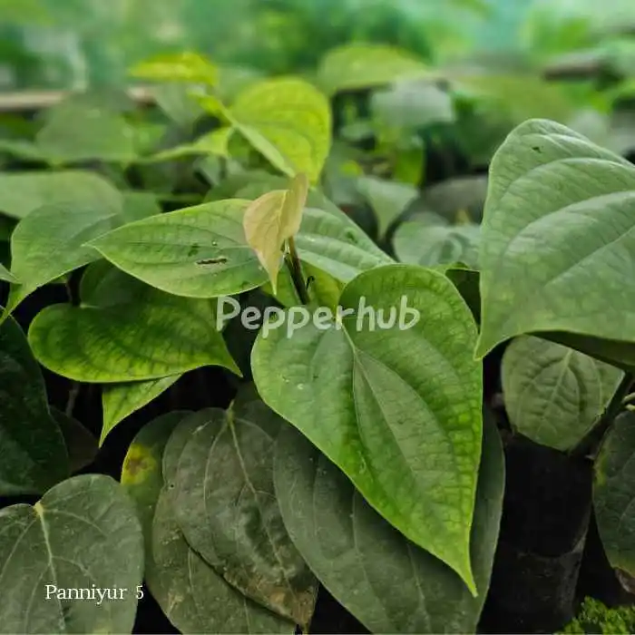 panniyur-5-black-pepper