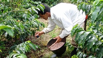 coffee fertilizing