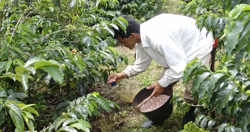 fertilizing coffee