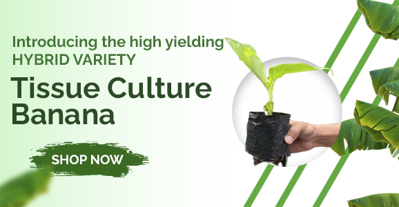Tissue Culture Banana Plant