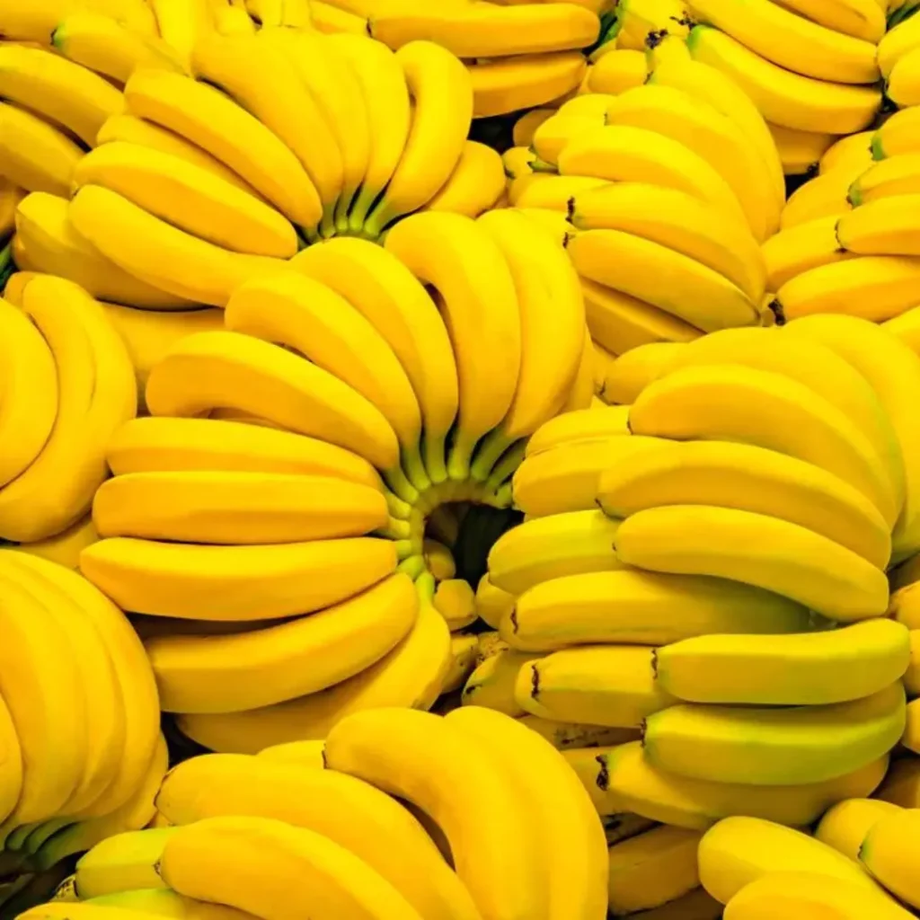 Tissue Culture Banana