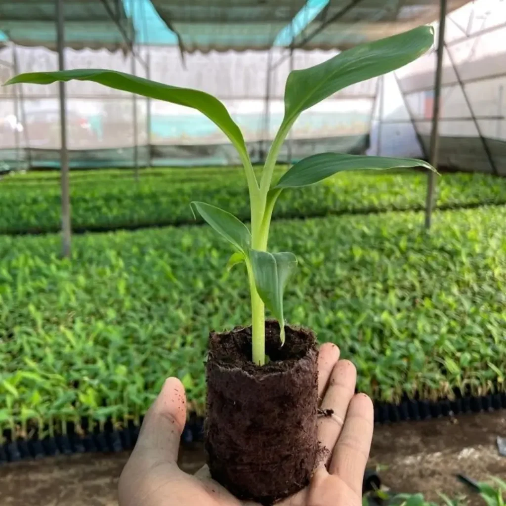 Tissue Culture Banana Plant