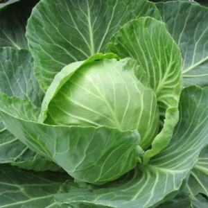 Cabbage DIY Seeds Kit (Grow Bag+Pot mix+Cabbage Seeds)