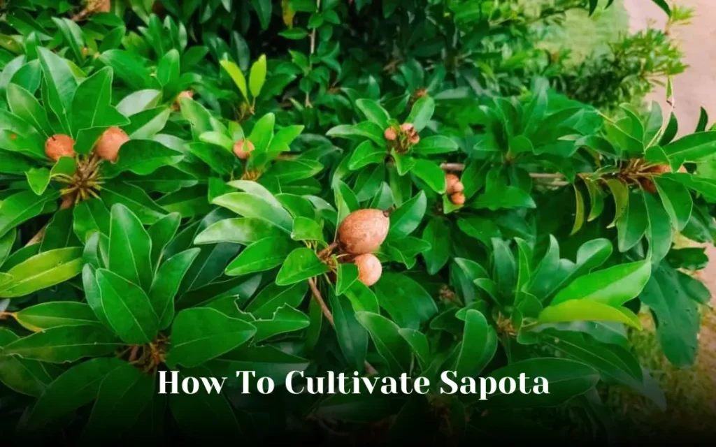 How To Cultivate Sapota