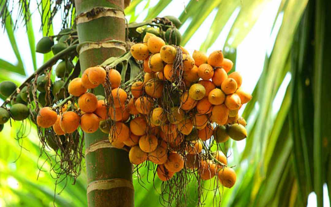 Planting Arecanut A Comprehensive Guide for Beginners | PepperHub
