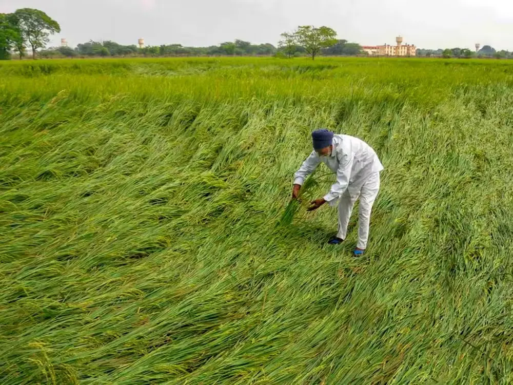 Pradhan Mantri Fasal Bima Yojana
