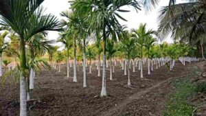 Planting Arecanut - cultivation field