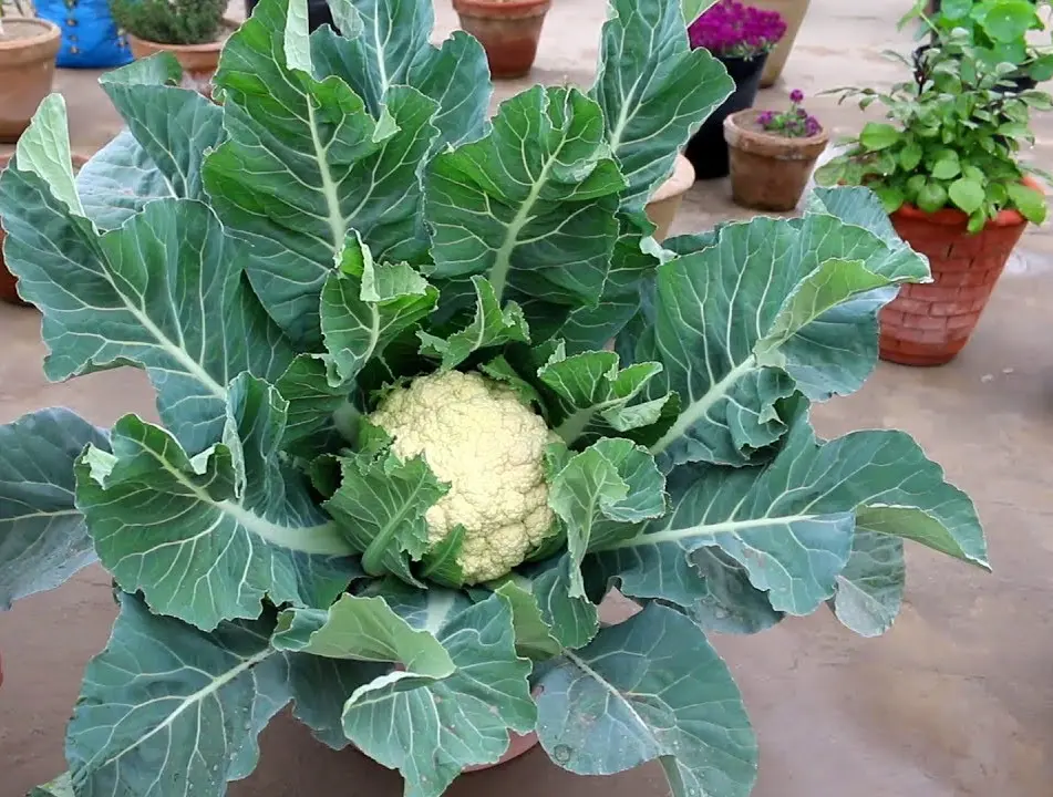 cauliflower cultivation