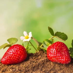strawberry seeds