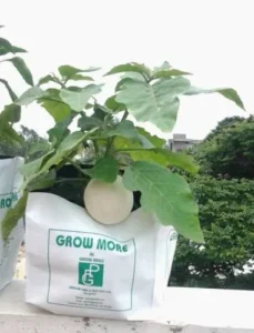 white brinjal in grow bag