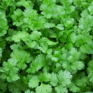 Coriander leaves (Malliyila) Seeds DIY Kit (Grow bag+Pot mix +Seeds)